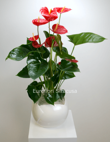 Anthurium Rosso con cachepot bianco in ceramica, misura media