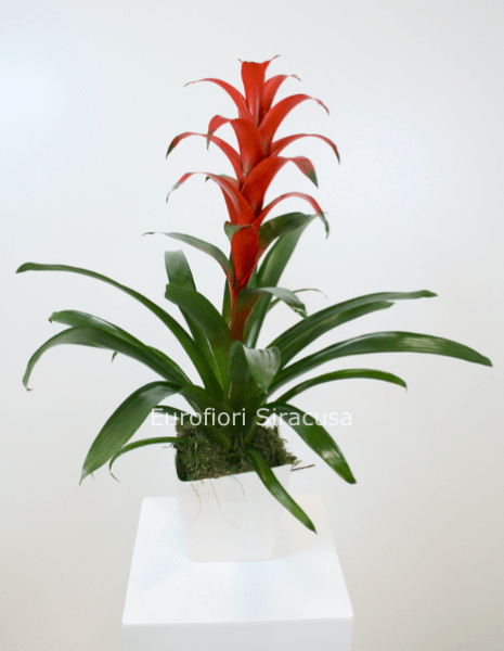 Guzmania con cachepot in ceramica, disponibile in vari colori