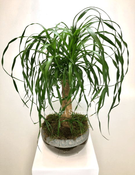 Beucarnea nolina con cachepot in ceramica, altezza media