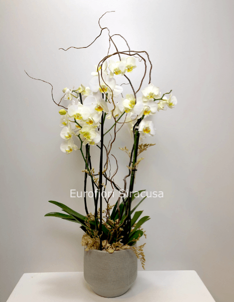 Phalaenopsis a tre rami con cachepot in ceramica, disponibile in diversi colori