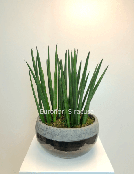 Sansevieria cylindrica con cachepot in ceramica