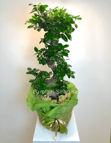 Bonsai Ginseng, altezza 85 cm