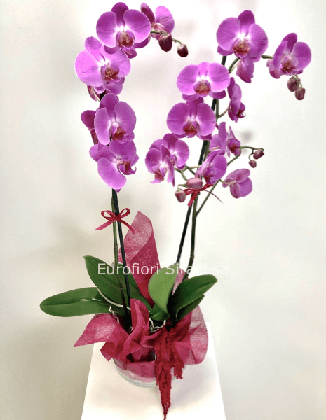 Phalaenopsis doppio ramo con vaso in vetro