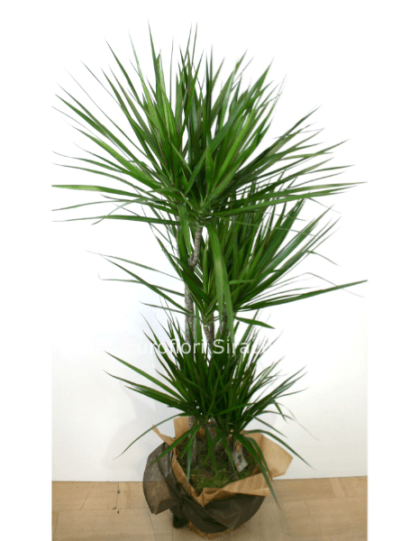 Dracena marginata a quattro tronchi, altezza 170 cm
