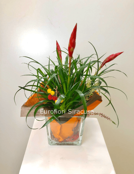 Bromelia Vriesea con vaso quadro in vetro