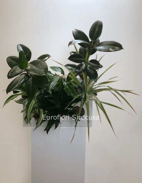 Quadro vegetale con ficus, dracena e cordilina