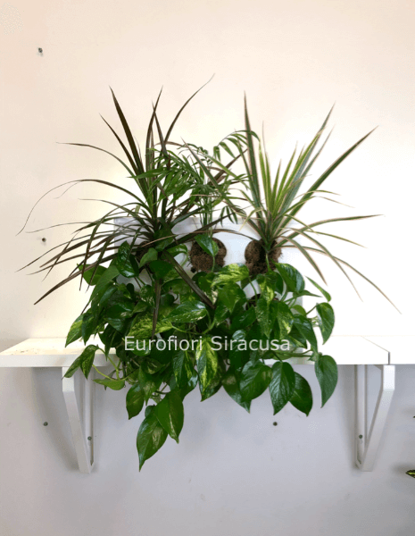 Quadro vegetale con ficus, dracena e cordilina