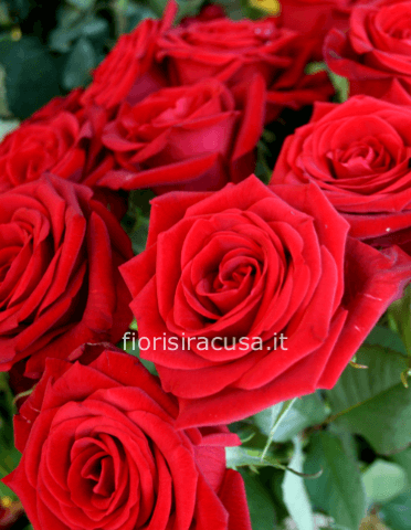 Rosa rossa a gambo lungo, cm 80