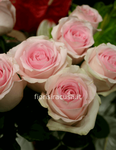 Rose Sweet Avalance a gambo medio, cm 60