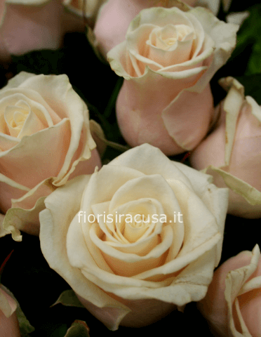 Rose  Pearl Avalance a gambo medio, cm 60