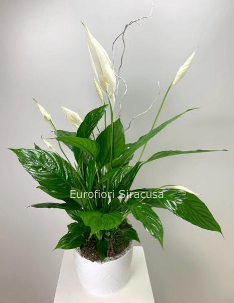 Spathiphyllum con cachepot in ceramica, misura grande