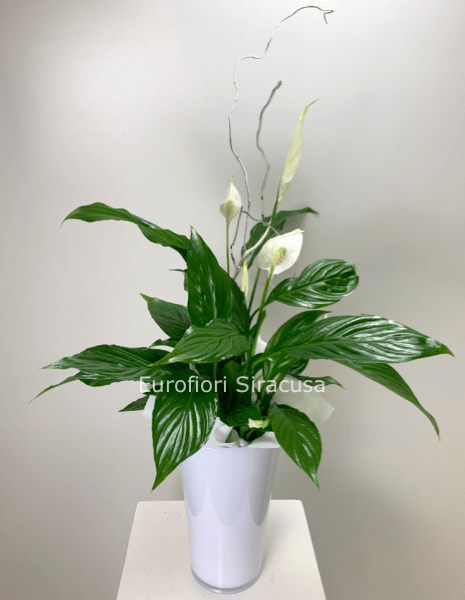 Spathiphyllum con vaso in resina, misura standard