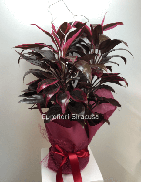 Cordyline, misura media